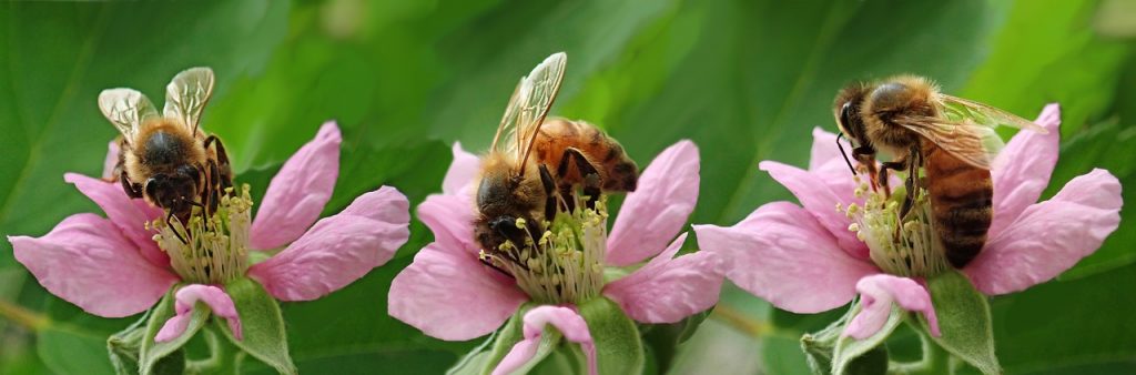 Bees on blossom