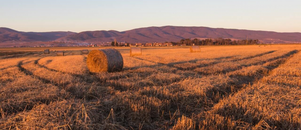 Field of Hay