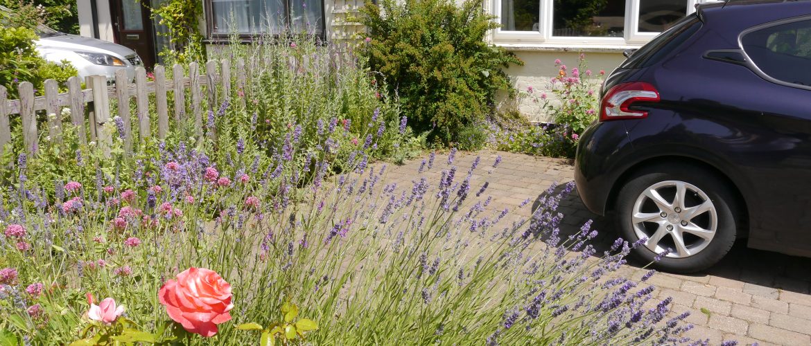 Lavender planting in a wildlife garden thats fun for kids