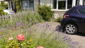 Lavender planting in a wildlife garden thats fun for kids