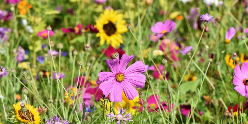 beautiful wildflower meadow