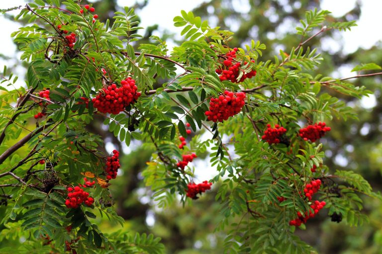 Wildlife-friendly trees for small gardens - Healthy Life Essex