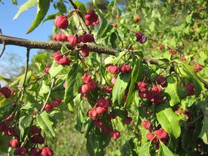 Spindle euonymus europaeus is a great wildlife-friendly tree for small gardens