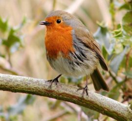 planting wildlife-friendly trees in your small garden can attractive many native birds