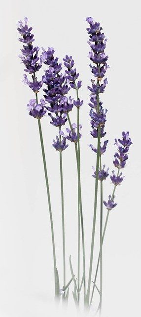 Lavender is a good natural rememdy to help you sleep