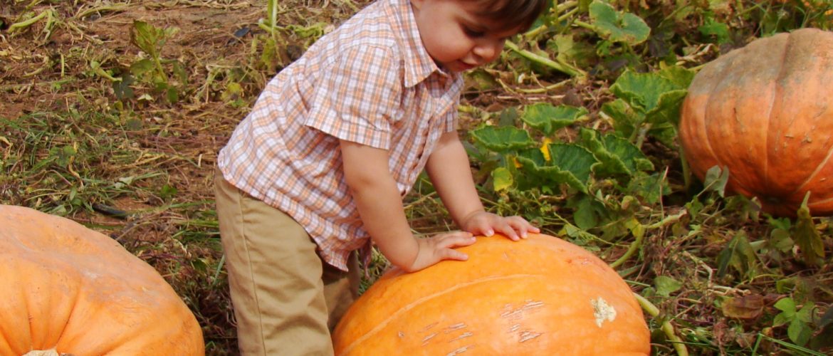 Getting your children gardening. Boy with pumkins