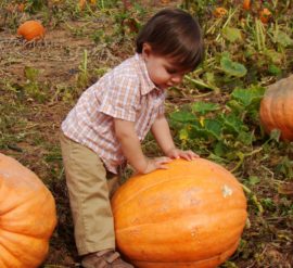 Getting your children gardening. Boy with pumkins