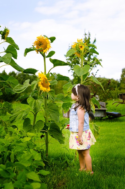 Girl looking at sunflowers.