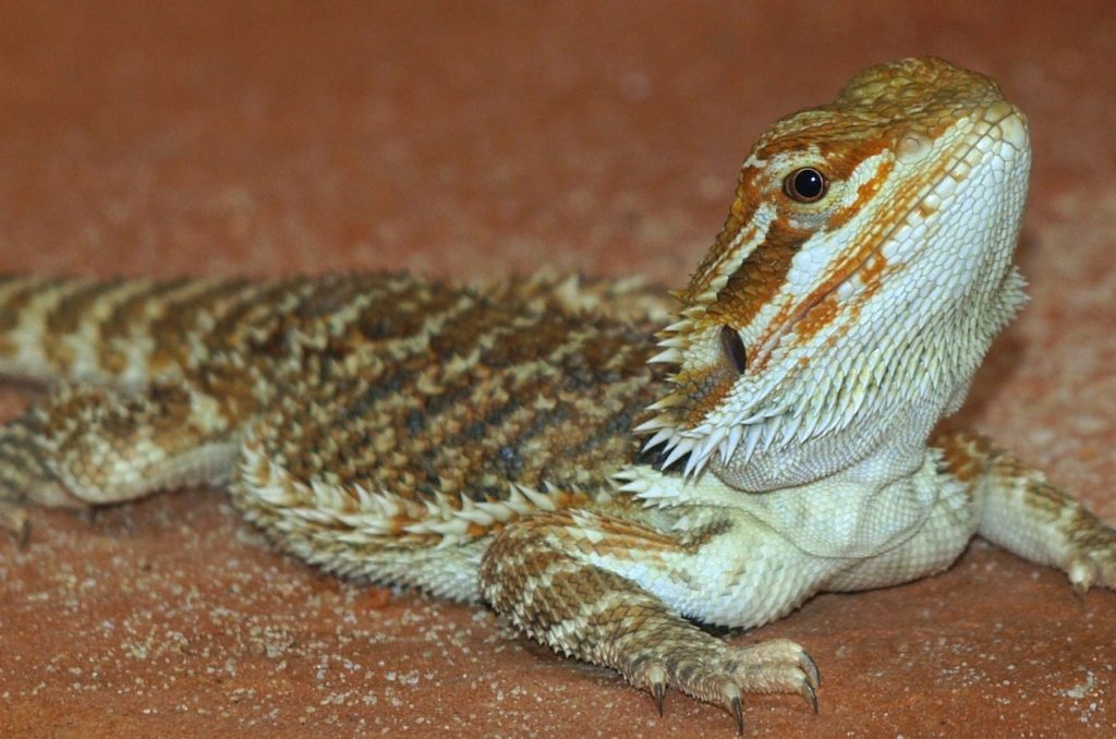 Owning a bearded dragon can teach kids valuable lessons