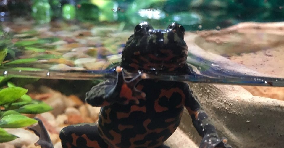 fire bellied toad. 6 valuable lessons kids learn owning unique pets