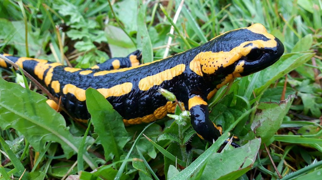 looking after a fire salamander can help teach kids valuable lessons