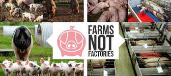 farms not factories - the true cost of cheap food