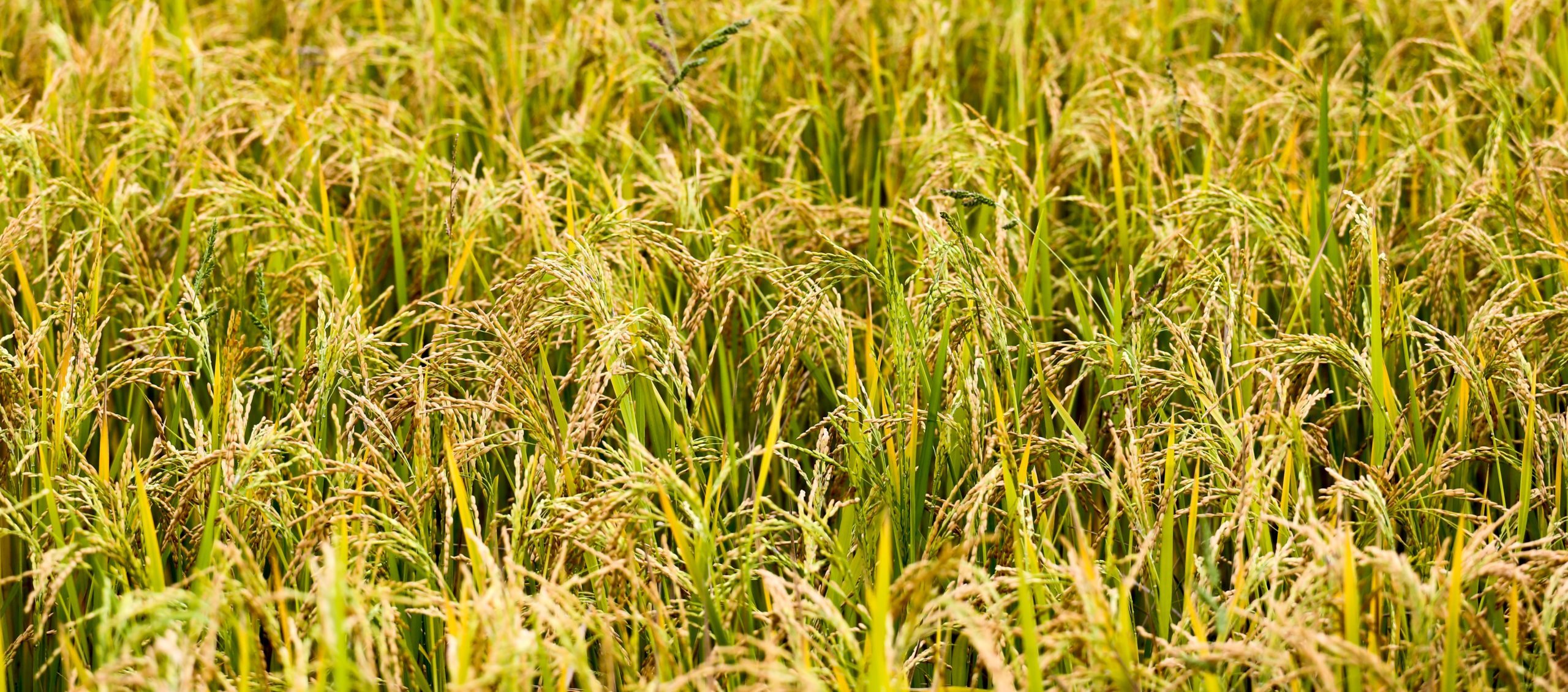 Unrefined: the difference between white rice and brown rice.