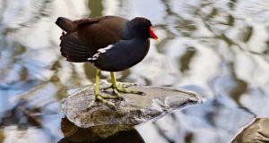 moorhens birds essex sized