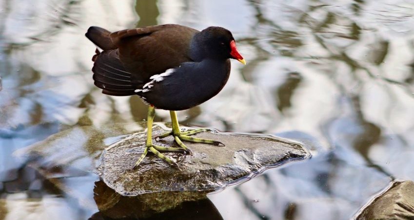 You can often find moorhens in our country parks