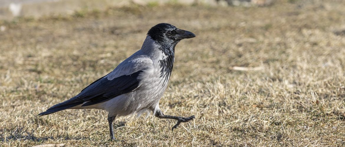The Hooded Crow, corvus Cornix, known as the Hoodie