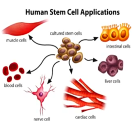 The field of cellular therapy provides many application for improving human health