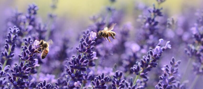 herbs are perfect for gardens for wildlife and socialising