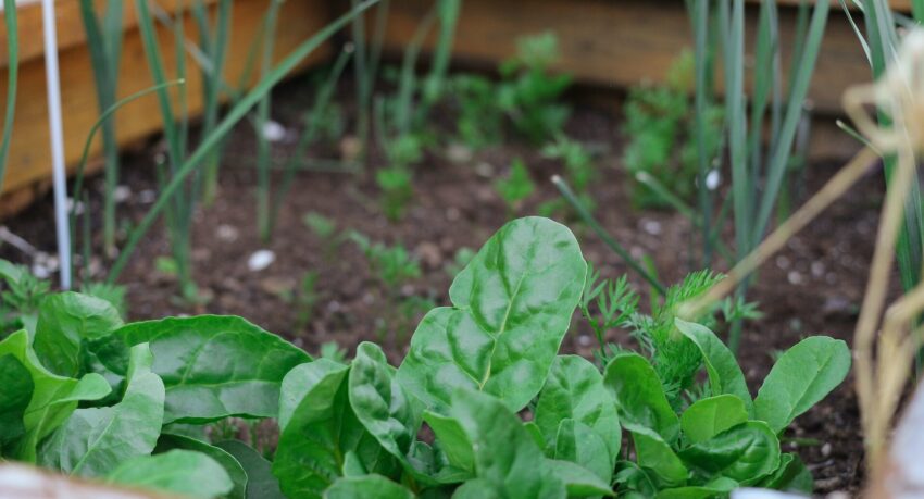 gardening has had an increased priority during the pandemic