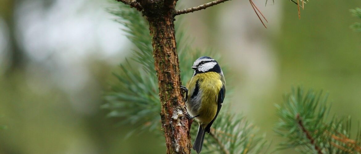 RSPB Big Garden Birdwatch