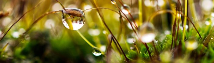 water conservation for gardeners and allotment holders