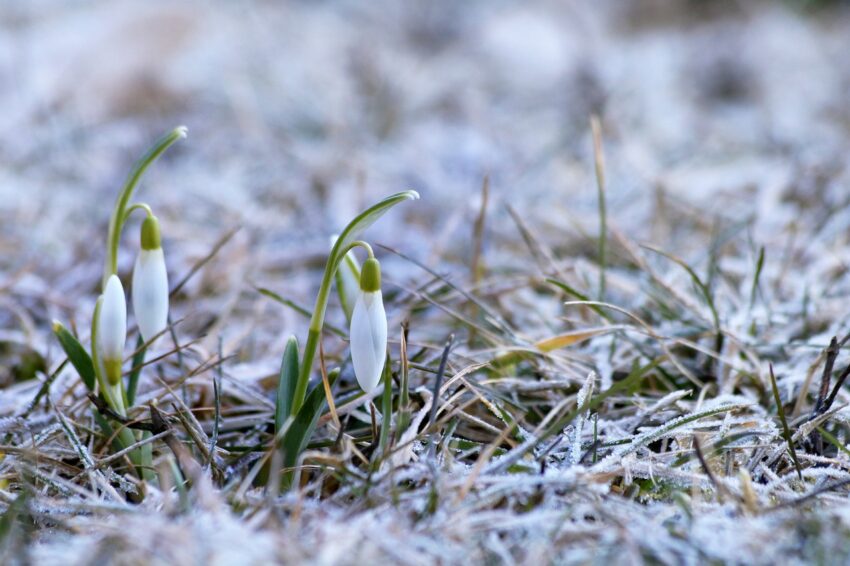 are you planning to plant snowdrops as part of your gardening plans for next year?