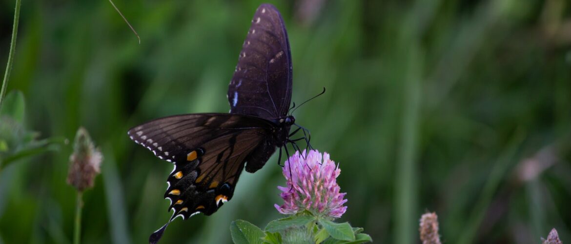 Encourage beautiful butterflies by creating an insect-friendly garden