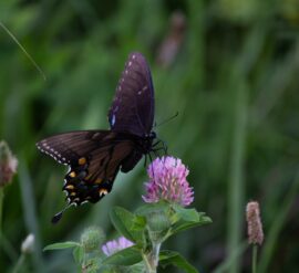 Encourage beautiful butterflies by creating an insect-friendly garden