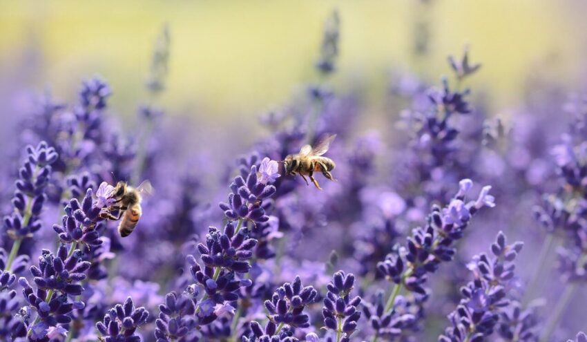 Lavendar is a good choice for attracting pollinating insects