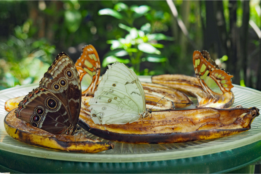 children will have fun putting bananas out in the wildlife garden