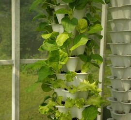 did you know that hydroponics could help you cope with food shortages