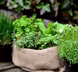 gardening with medicinal herbs for common ailments