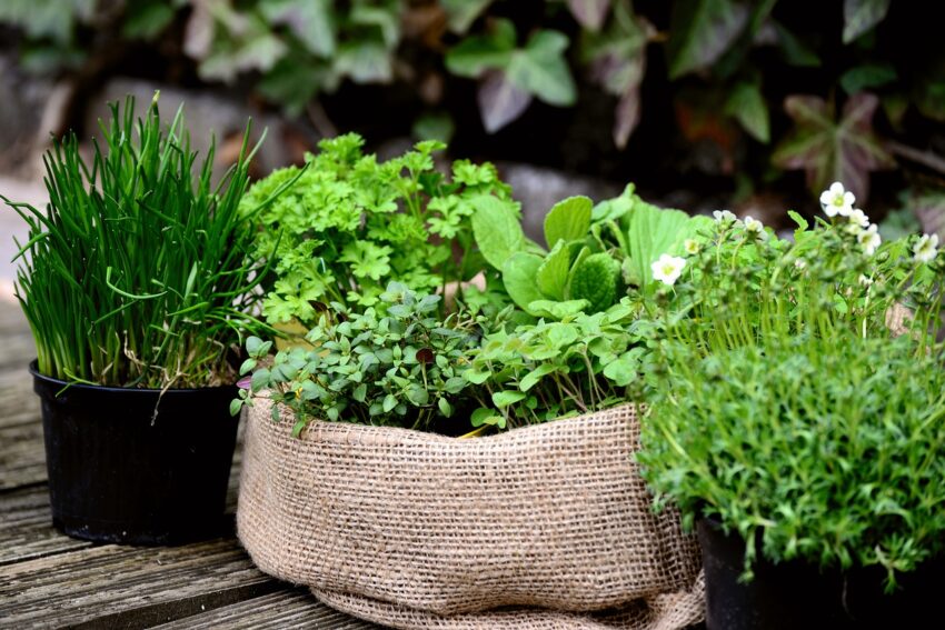 gardening with medicinal herbs for common ailments