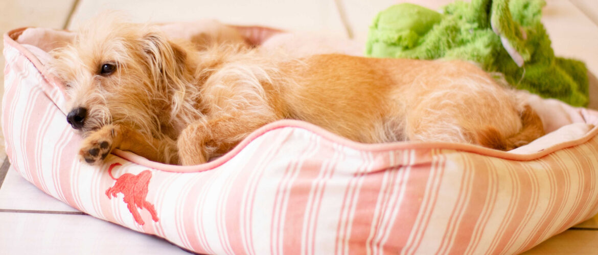 It is important to create the perfect space for your dog for their health and wellbeing