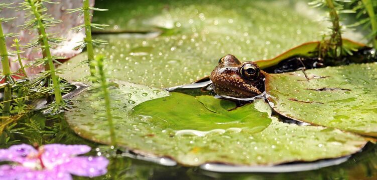 a pond is great for attracting wildlife