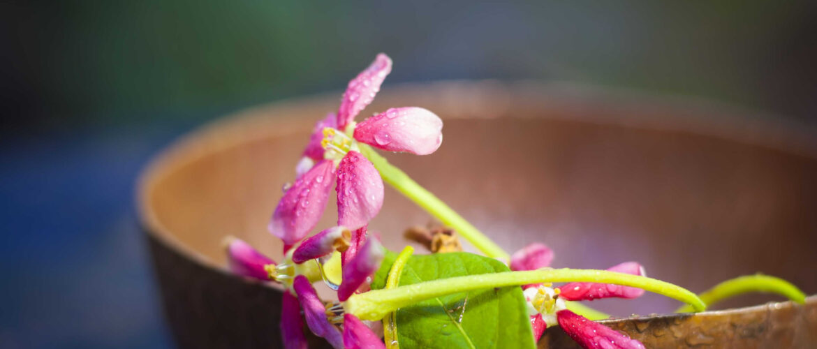 The benefits of Pueraria Mirifica are found in its roots, but it also has pretty flowers