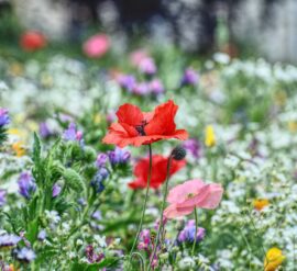 even a small area of wildflower meadow is a great sustainable garden design idea