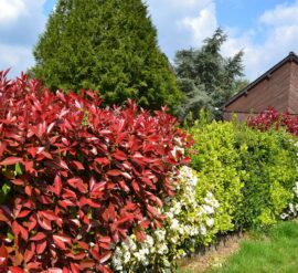 a mixed hedge not only looks beautiful in a small garden, it can provide a range of other benefits, too