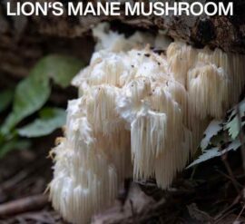 This unique fungus has a distinctive appearance reminiscent of a Lion's Mane