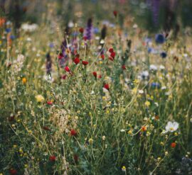 Business partnerships that protect green spaces are excellent ways to develop wildflower meadows like this one.