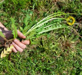 Knowing how to deal with common garden weeds is an important aspect of gardening