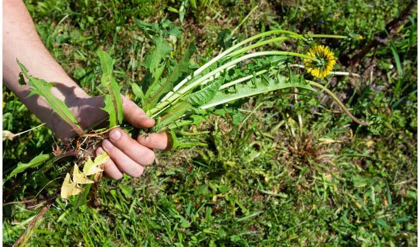 Knowing how to deal with common garden weeds is an important aspect of gardening